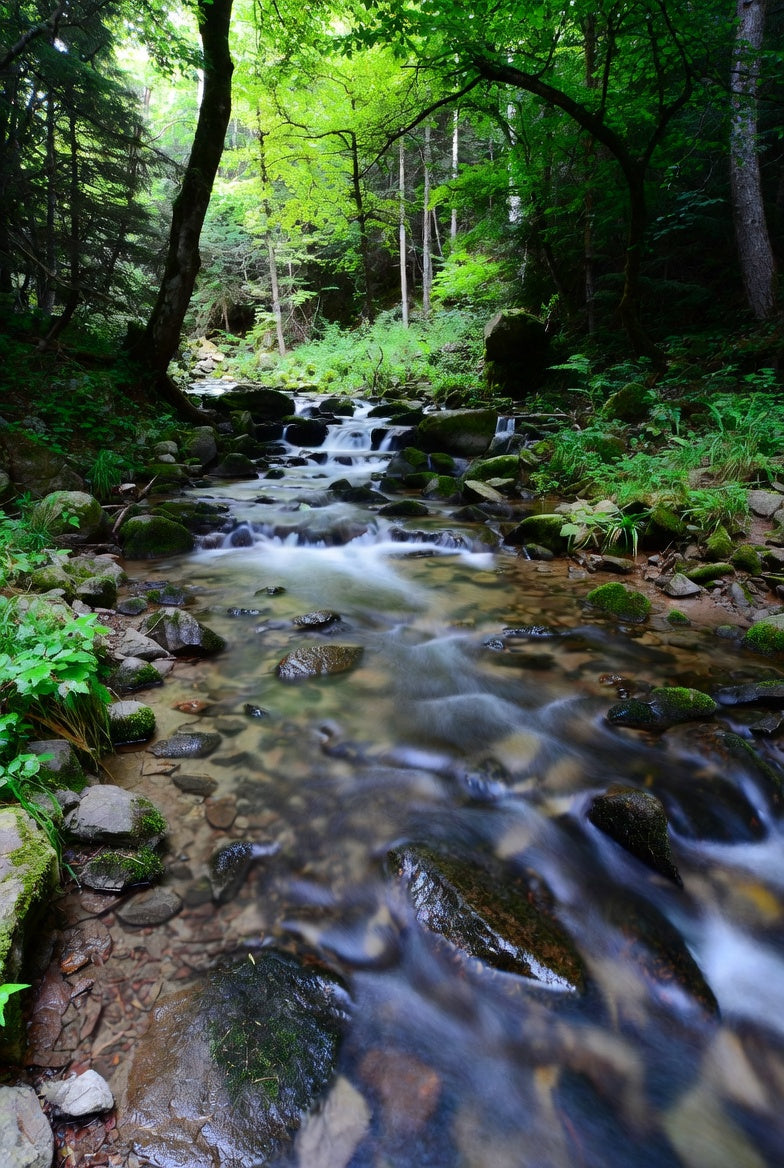 Stream flowing through a forest with greenery and rocks.